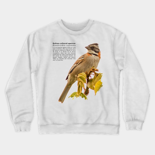Rufous-collared sparrow bird Black text Crewneck Sweatshirt by Ornamentum